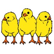 chicks3