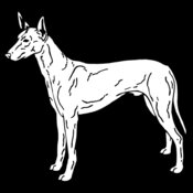 pharoah hound dog