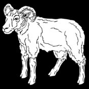 goat4