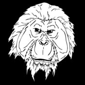 orangutan3