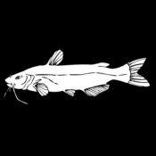 channel catfish01
