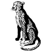 cheetah3