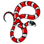 snake12v4clr