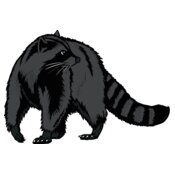 raccoon02v4clr