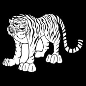 tiger11