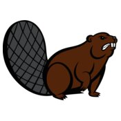 beaver8