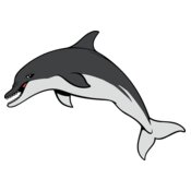 dolphin17