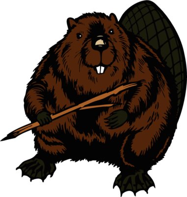beaver13