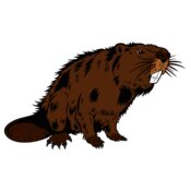 beaver14