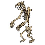 bear skeleton