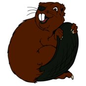 beaver21