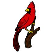 cardinal4