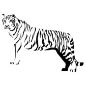 tiger24
