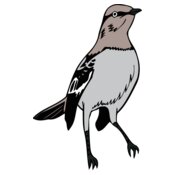 arkansasmockingbird1