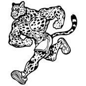 Cheetahs Jaguars Leopards